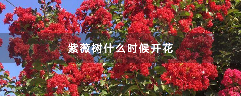紫薇树什么时候开花 紫薇树什么时候开花