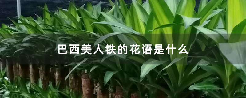 巴西美人铁的花语是什么 巴西美人铁的花语是什么