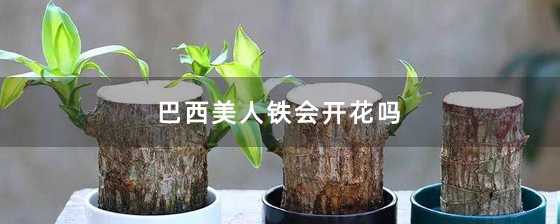 巴西美人铁会开花吗