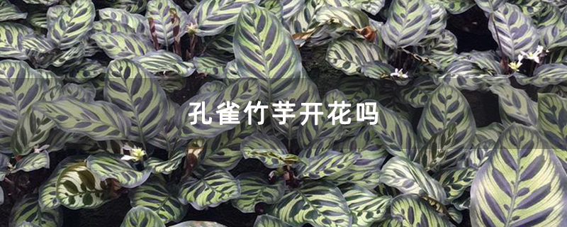 孔雀竹芋开花吗 孔雀竹芋开花吗