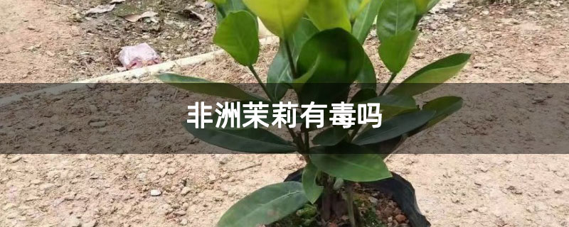 非洲茉莉有毒吗 非洲茉莉有毒吗
