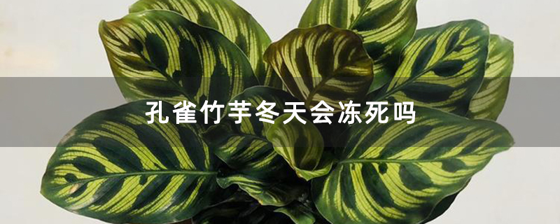 孔雀竹芋冬天会冻死吗 孔雀竹芋冬天会冻死吗