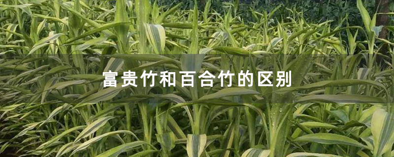 富贵竹和百合竹的区别 富贵竹和百合竹的区别
