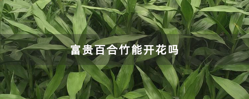 富贵百合竹能开花吗 富贵百合竹能开花吗