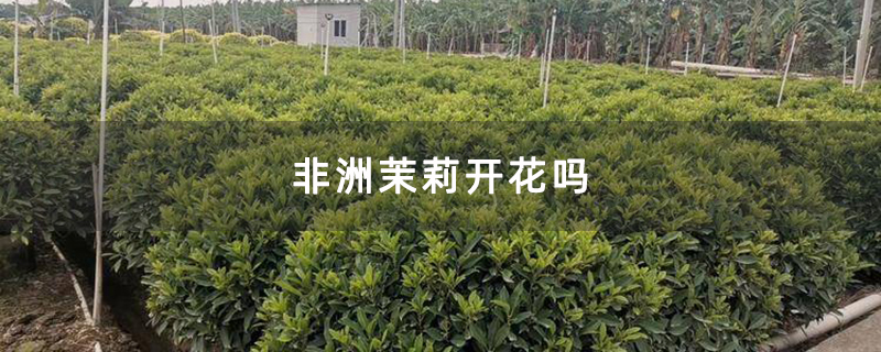 非洲茉莉开花吗 非洲茉莉开花吗
