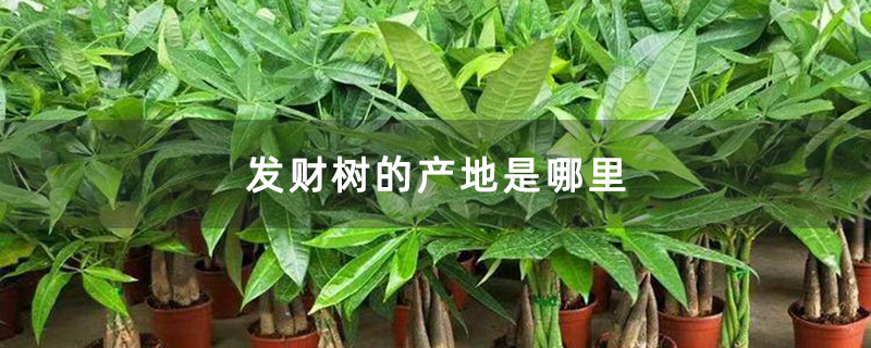 发财树的产地是哪里 发财树的产地是哪里