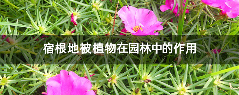 宿根地被植物在园林中的作用 宿根地被植物在园林中的作用