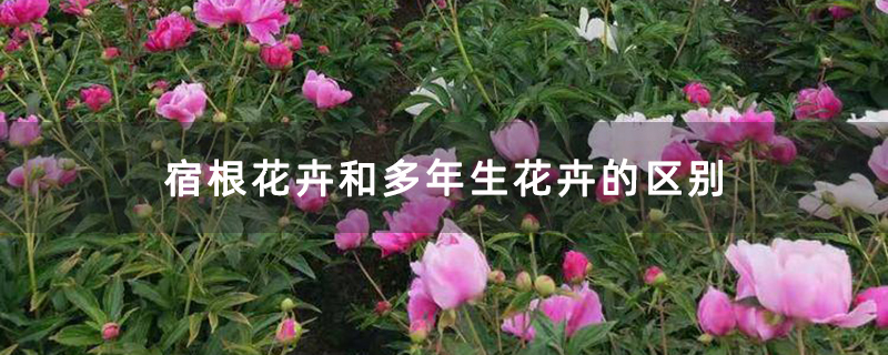 宿根花卉和多年生花卉的区别 宿根花卉和多年生花卉的区别