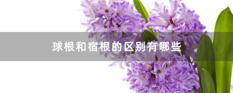 球根和宿根的区别有哪些 球根和宿根的区别有哪些