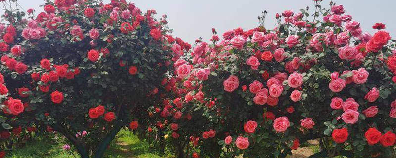 石家庄市花是什么花 石家庄市花是什么花