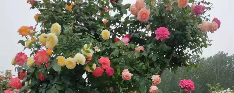 多色月季花 多色月季花