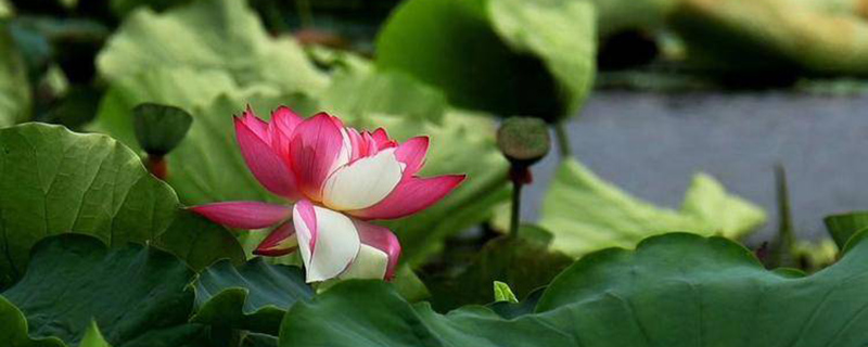 衡水市花是什么花 衡水市花是什么花