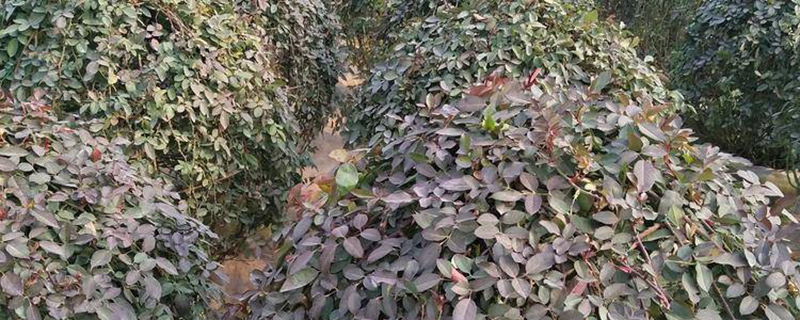 沧州市花是什么花