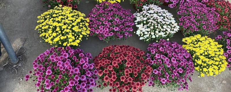 保定市花是什么花 保定市花是什么花