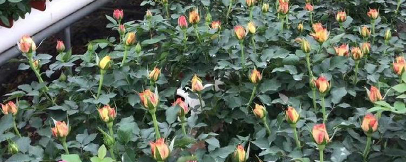 秦皇岛市花是什么花 秦皇岛市花是什么花