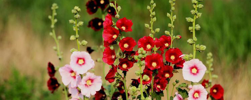 朔州市花是什么花