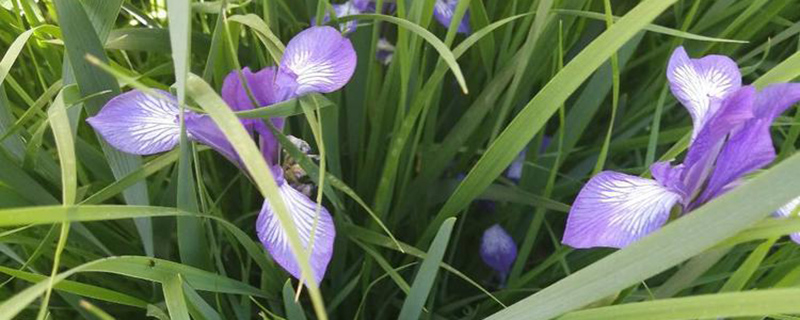 马兰花 马兰花