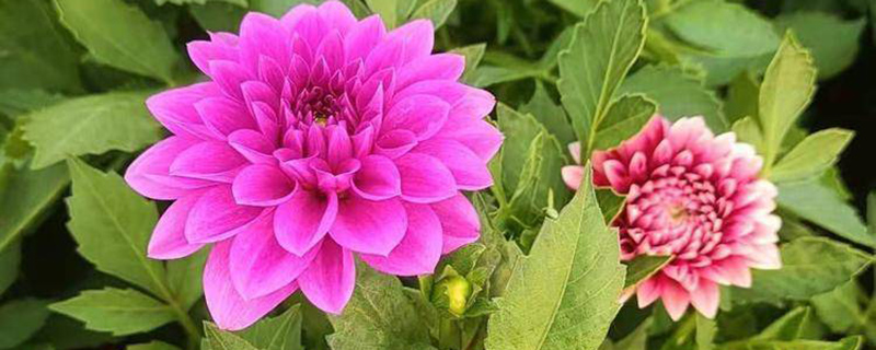 包头市花是什么花 包头市花是什么花