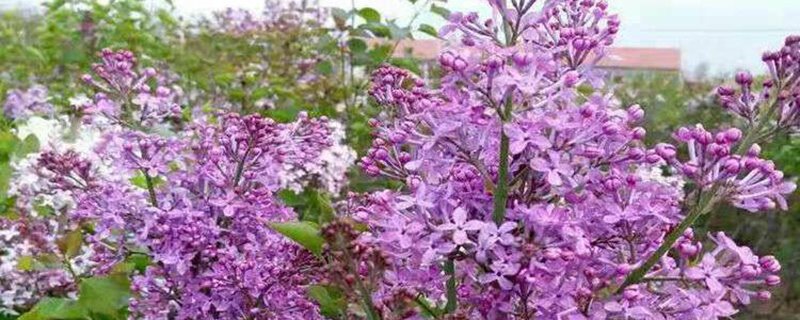 乌海市花是什么花 乌海市花是什么花