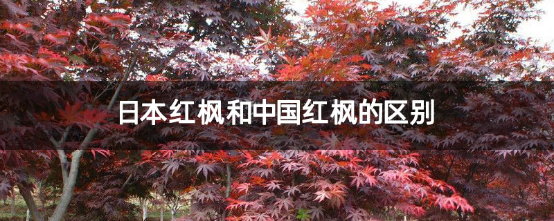 日本红枫和中国红枫的区别 日本红枫和中国红枫的区别