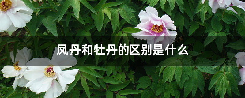 凤丹和牡丹的区别是什么 凤丹和牡丹的区别是什么