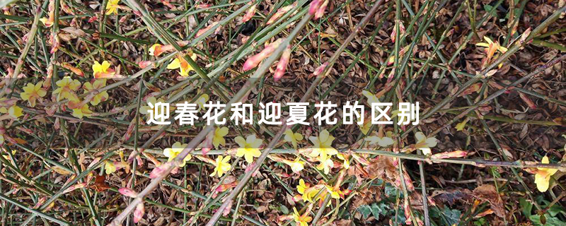 迎春花和迎夏花的区别 迎春花和迎夏花的区别