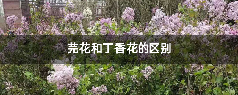 芫花和丁香花的区别 芫花和丁香花的区别