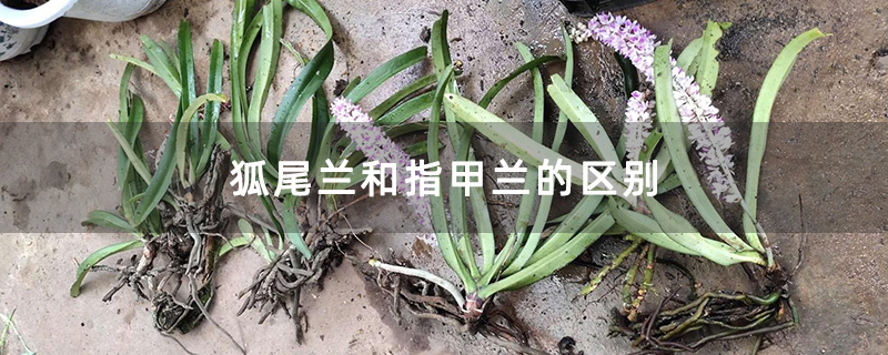 狐尾兰和指甲兰的区别 狐尾兰和指甲兰的区别