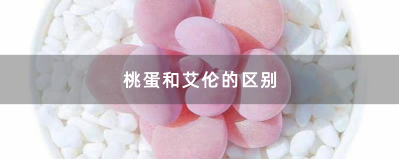 多肉桃蛋 多肉桃蛋