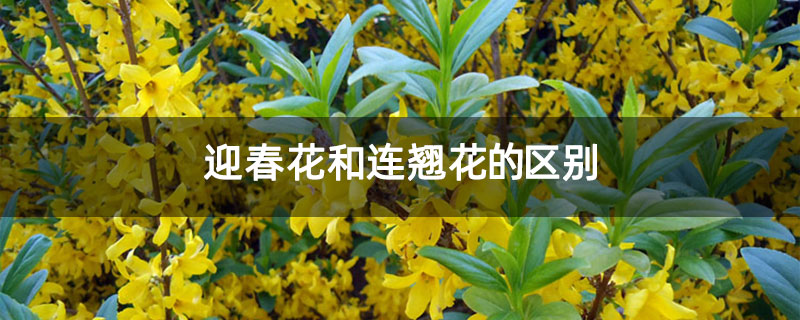 迎春花和连翘花的区别 迎春花和连翘花的区别