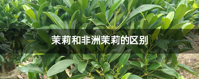 茉莉和非洲茉莉的区别 茉莉和非洲茉莉的区别