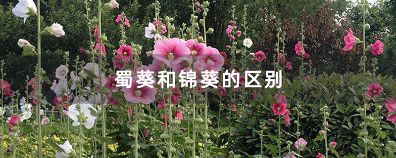 蜀葵和锦葵的区别 蜀葵和锦葵的区别