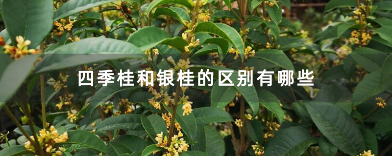 四季桂和银桂的区别有哪些 四季桂和银桂的区别有哪些