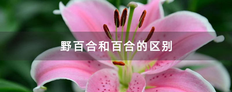 野百合和百合的区别 野百合和百合的区别