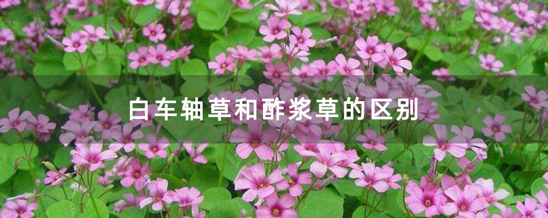 白车轴草和酢浆草的区别 白车轴草和酢浆草的区别