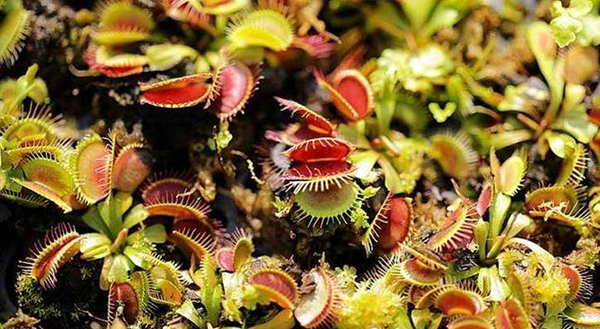这些食虫植物好看!又好用! 这些食虫植物好看!又好用!