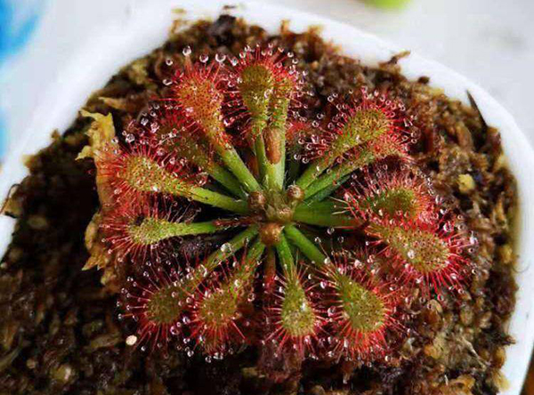 这些食虫植物好看!又好用! 这些食虫植物好看!又好用!