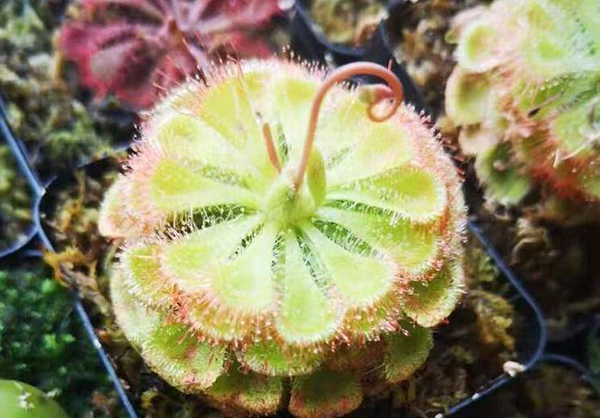 这些食虫植物好看!又好用! 这些食虫植物好看!又好用!