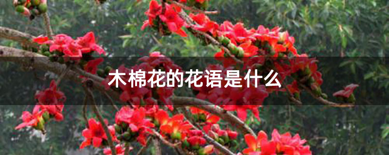 木棉花的花语是什么 木棉花的花语是什么