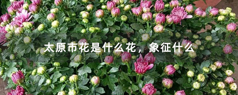 太原市花是什么花,象征什么 太原市花是什么花,象征什么