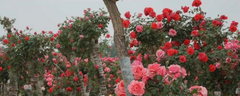 月季花的来历是什么 月季花的来历是什么