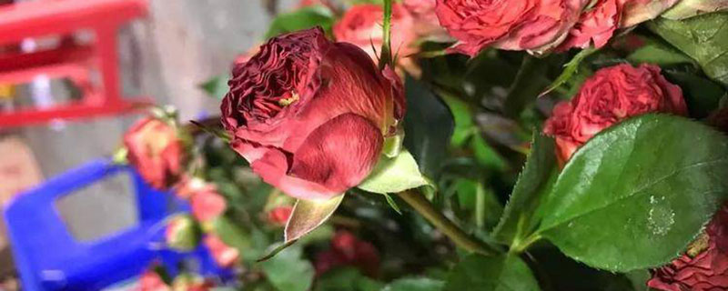 橘色月季花语象征与寓意 橘色月季花语象征与寓意
