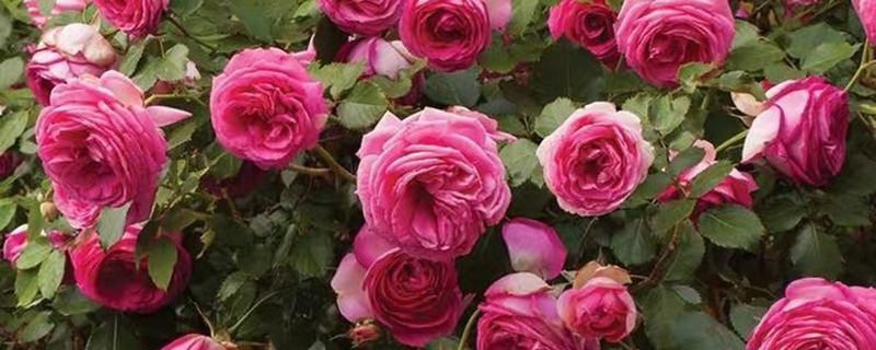 月季花花期多长时间 月季花花期多长时间