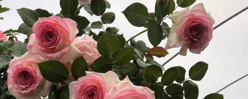 丰花月季有哪些品种 丰花月季有哪些品种