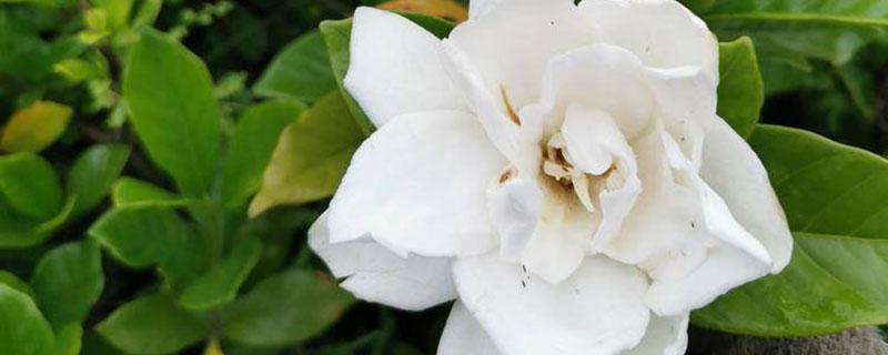 栀子花 栀子花