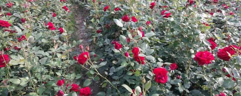 红色月季花苗 红色月季花苗