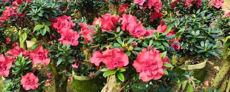丹东市花是什么花 丹东市花是什么花