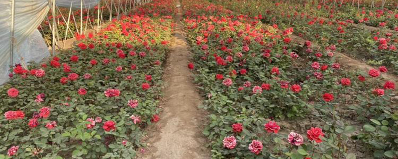 葫芦岛市花是什么花 葫芦岛市花是什么花
