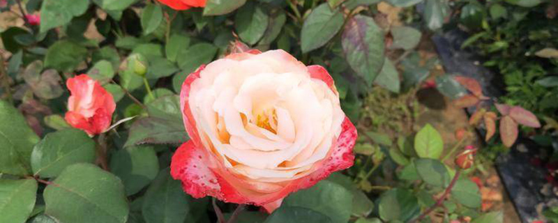 锦州市花是什么花
