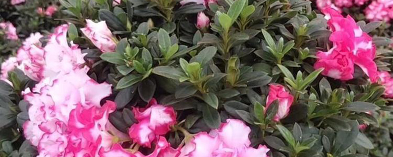 鸡西市花是什么花 鸡西市花是什么花